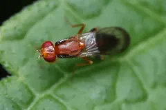 Chyliza apicalis thumbnail 4