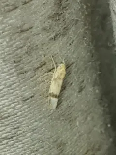 Ossiannilssonola appendiculata thumbnail 2