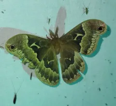 Tulip-tree Silkmoth thumbnail 2