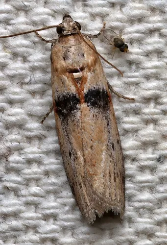 Sciota fernaldi