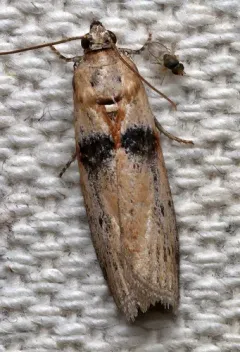 Sciota fernaldi thumbnail 1