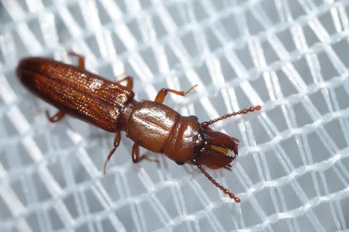 Prostomis americanus