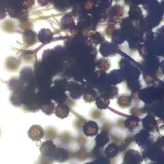 Lamproderma acanthosporum thumbnail 3