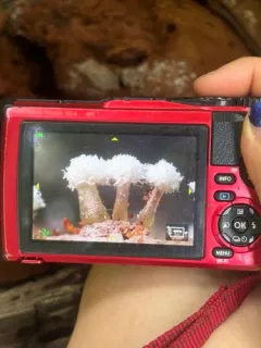 Ceratiomyxa sphaerosperma thumbnail 2