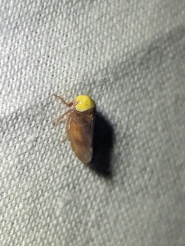 lime leafhopper