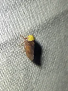 lime leafhopper thumbnail 1