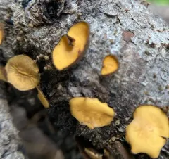 Lachnellula arida thumbnail 1