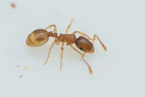 Temnothorax nitens
