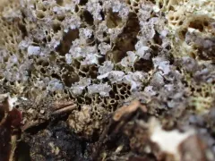 Badhamia foliicola thumbnail 1
