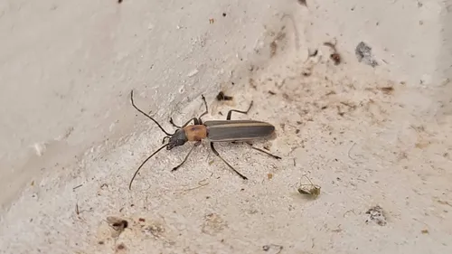 Oxacis trimaculata