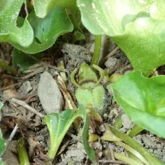 green-flowered wild ginger thumbnail 4