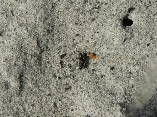 Philonthus nudus