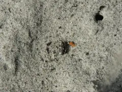 Philonthus nudus thumbnail 1