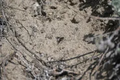 Paravilla syrtis thumbnail 1