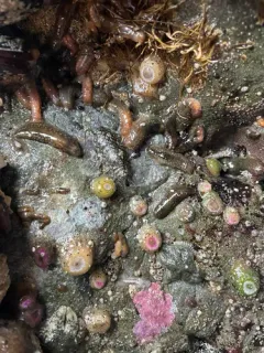 Tar-spot Sea Cucumber thumbnail 2