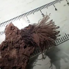 Stemonaria irregularis thumbnail 1