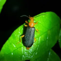 Fan-shaped Fire-colored Beetle thumbnail 4