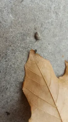 Geocoris atricolor thumbnail 3
