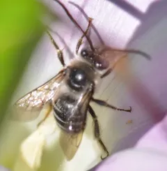 Pickerelweed Longhorn Bee thumbnail 2