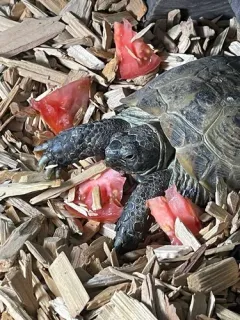 Afghan Tortoise thumbnail 4