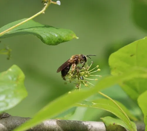 Cherry Mining Bee