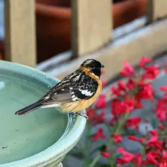 Black-headed Grosbeak thumbnail 4