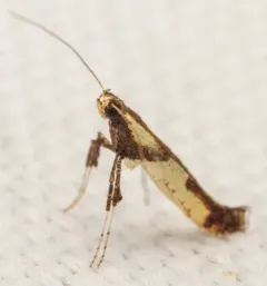Walnut Caloptilia Moth thumbnail 4