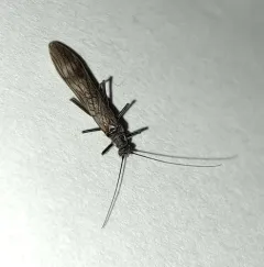 Eastern Willowfly thumbnail 2