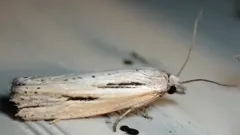 Two-lined Eucosma thumbnail 3