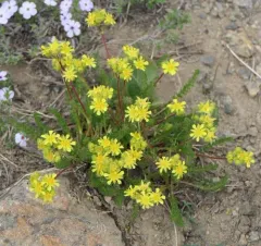 Tweedy's ivesia thumbnail 2