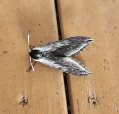 Elegant Sphinx thumbnail 3
