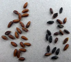 Alaska Plantain thumbnail 2