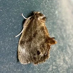 Elegant Tailed Slug Moth thumbnail 4
