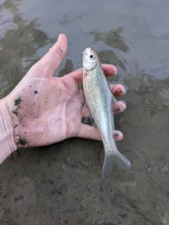 Silver Chub thumbnail 4