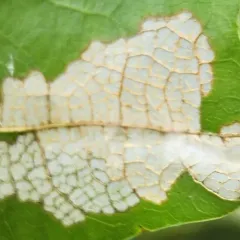Oak Skeletonizer Moth thumbnail 3
