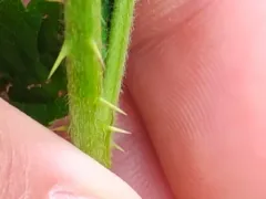 Iron River Dewberry thumbnail 3