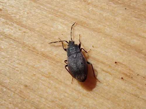 Drymus crassus
