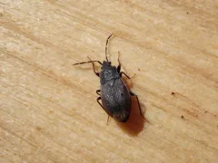 Drymus crassus thumbnail 1