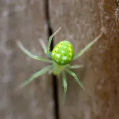 Red-spotted Orbweaver thumbnail 3