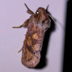 Eastern Grass Tubeworm Moth thumbnail 4