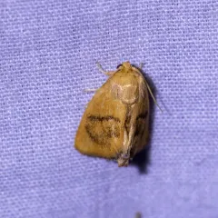 Abbreviated Button Slug Moth thumbnail 4