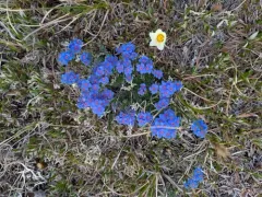 alpine forget-me-not thumbnail 4