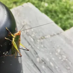 Black-legged Meadow Katydid thumbnail 2