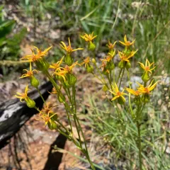 siskiyou mountains ragwort thumbnail 4