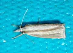 Epina alleni thumbnail 3