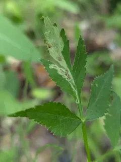 Phytomyza ziziae thumbnail 4