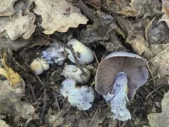 Cortinarius obliquus thumbnail 4