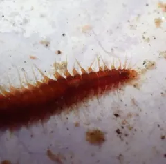 Bat star worm thumbnail 4