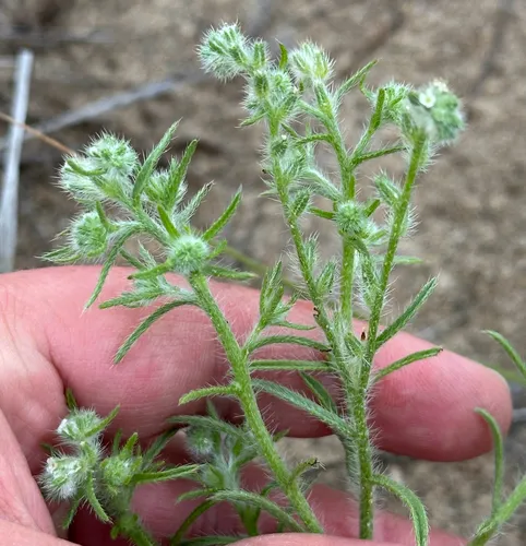 Sand Dune Cryptantha