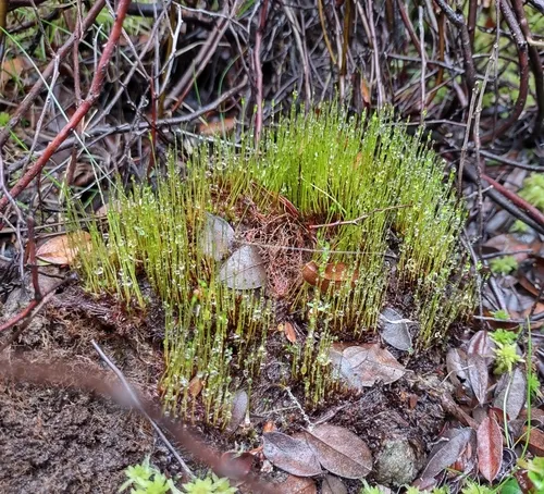 Cruet Collar-moss